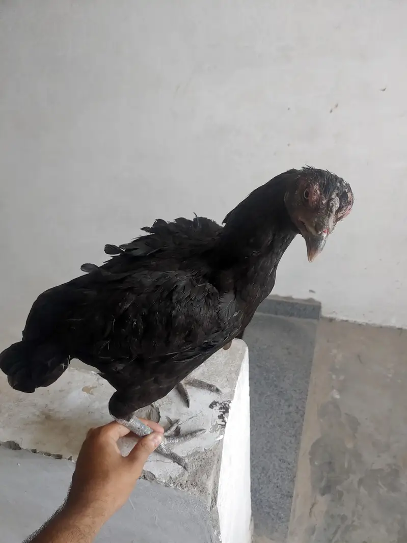 1 murgha 3 murghian thai aseel for sale — photo 10