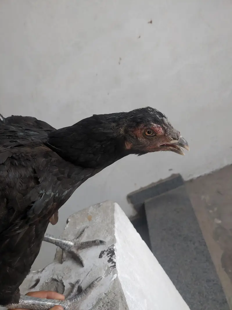 1 murgha 3 murghian thai aseel for sale — photo 11