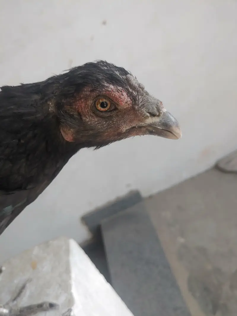 1 murgha 3 murghian thai aseel for sale — photo 12