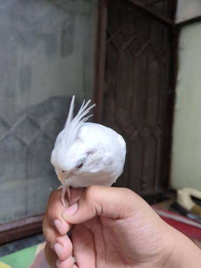 white cocktail pair and hand tamed male and female both hand tamed