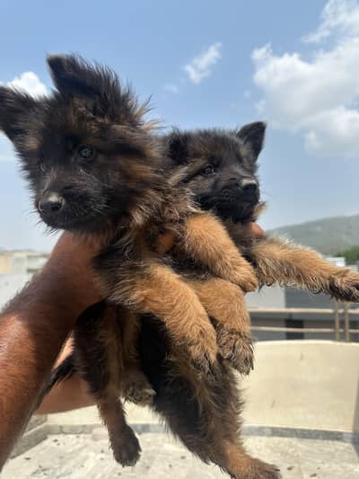 German shepherd puppy