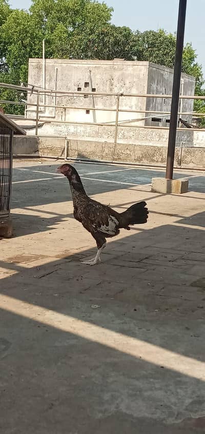 ya achi murgi ha for sale ha