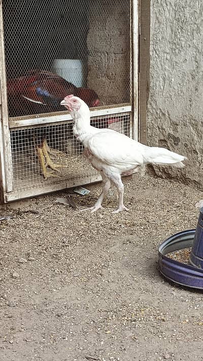 Aseel Mrgha or Murghi
