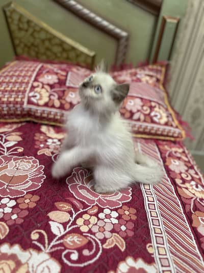 Persian kitten / Triple coated male kitten / 03247627801/Bhaolo kitten