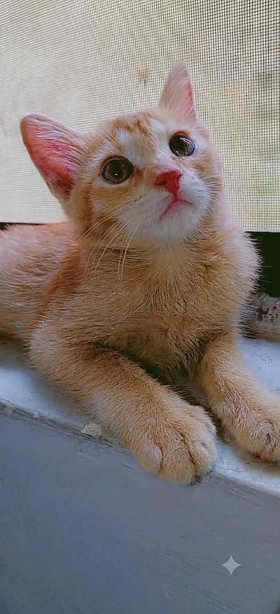 2 months old kitten