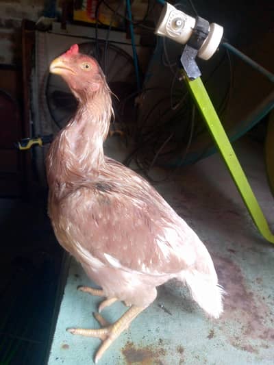 sall female