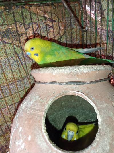 1500 breeder pair