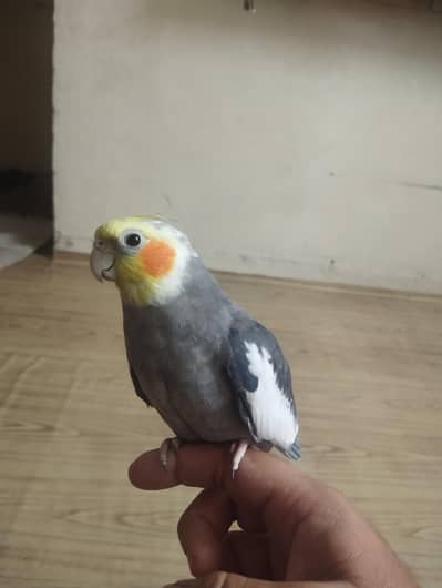 cocktail female tame friendly