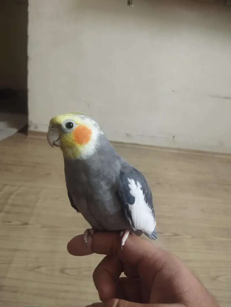 cocktail female tame friendly