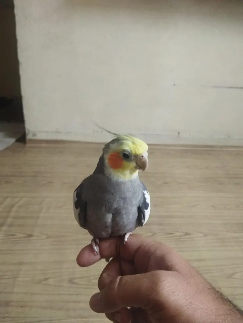 cocktail female tame friendly — photo 3