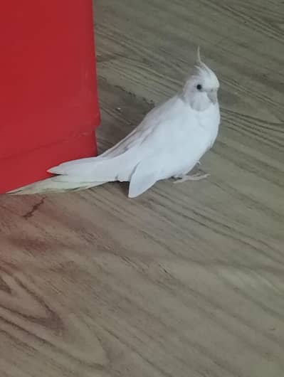 cocktail white red eyes male tame