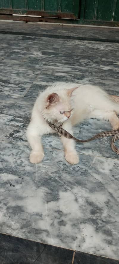 persion fancy cat  Lana ka lia Whatsapp number 03024631692