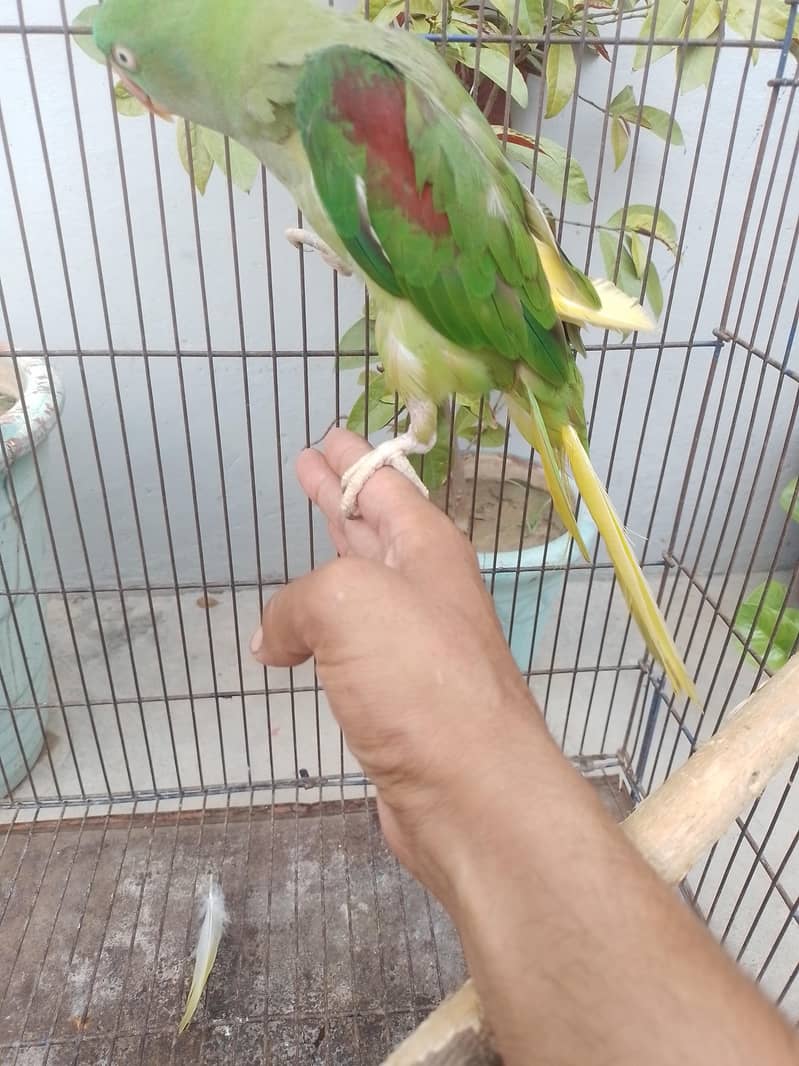 فل جمبو سائز ہیں 0