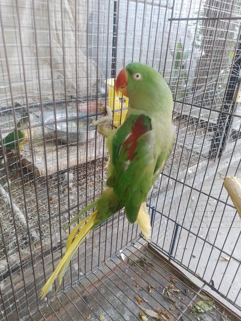فل جمبو سائز ہیں 1