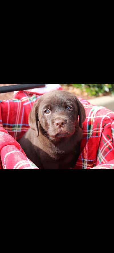 chocolate Labrador male puppy for sale