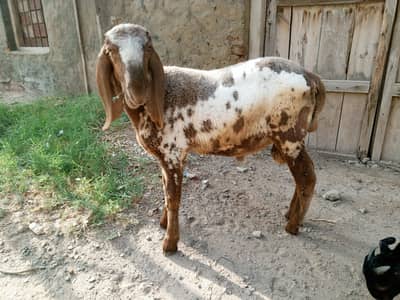 کجلا چھترا  For Sale