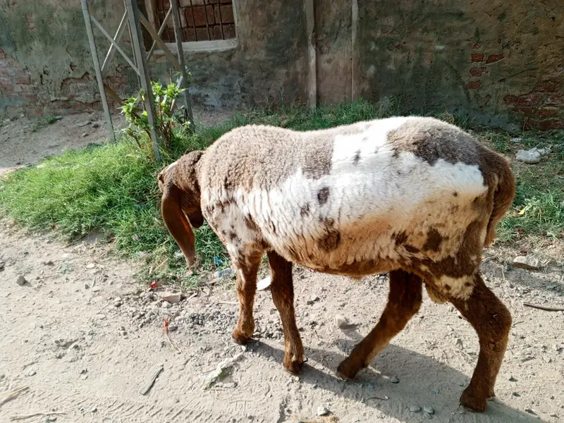 کجلا چھترا  For Sale — photo 4
