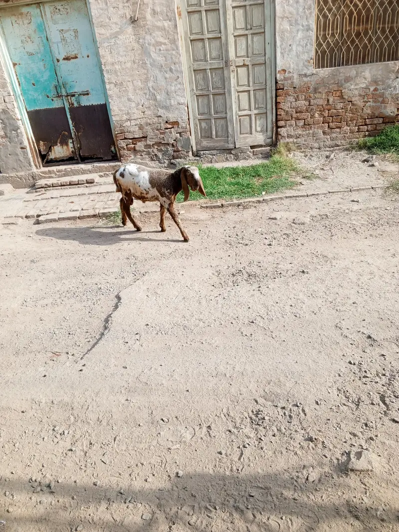 کجلا چھترا  For Sale — photo 5