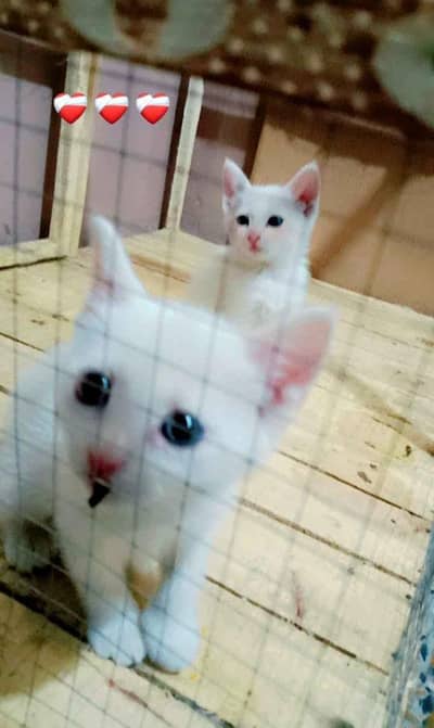 perian cats