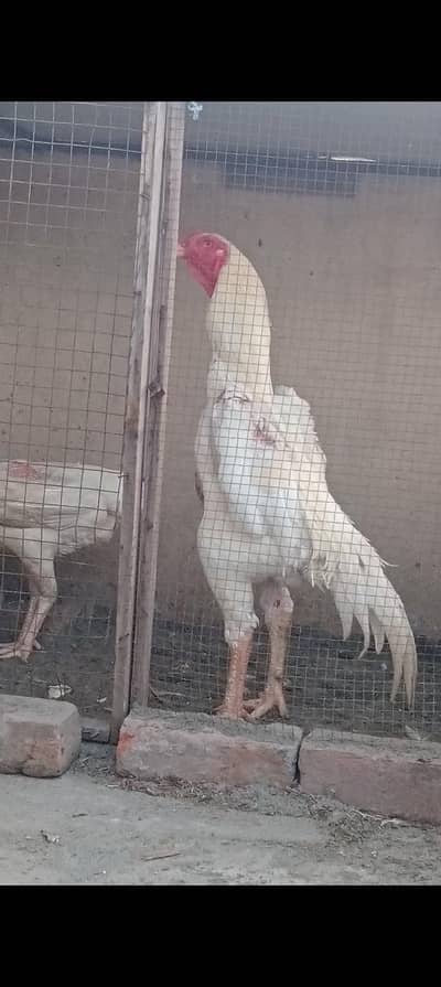 Shamo Chicks