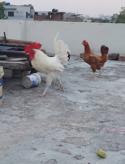 Desi hens forsale