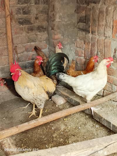 urgent Sale Hen's