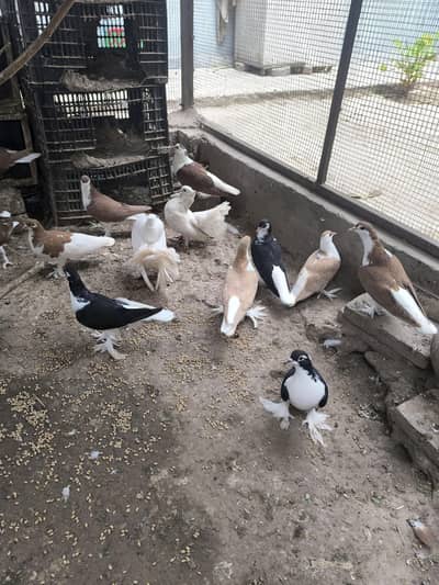 pigeons