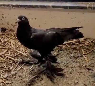 Important black pom gubara FEMALE forsale 03115733578 WhatsApp