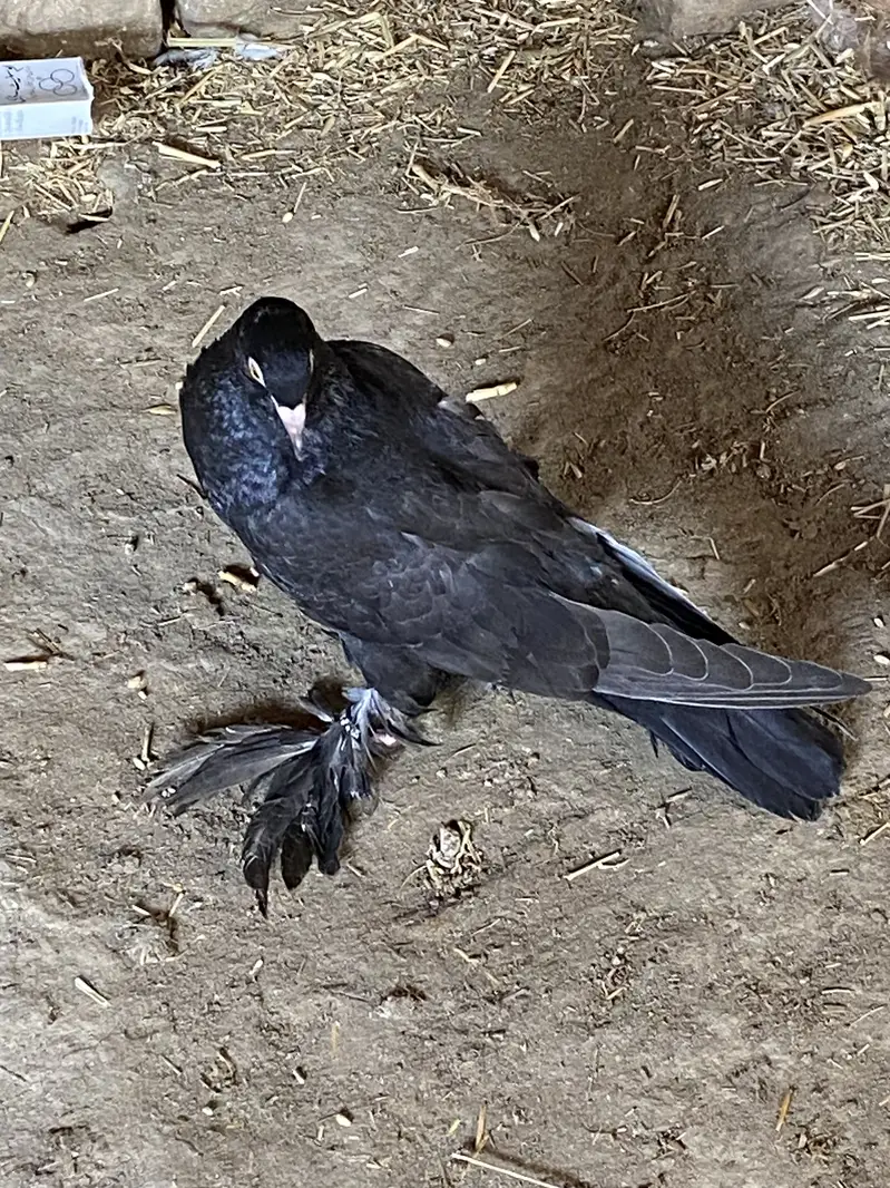 Important black pom gubara FEMALE forsale 03115733578 WhatsApp — photo 2