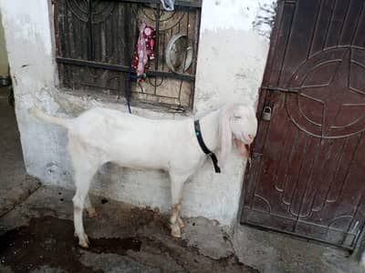Rajan pur bakra