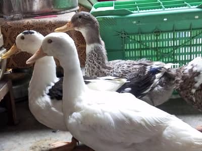 Beautiful Ducks