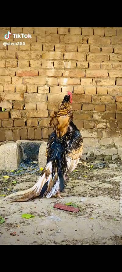 aseel chicks for sale