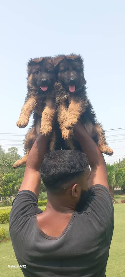 Pure German Shephard Long coat Puppies