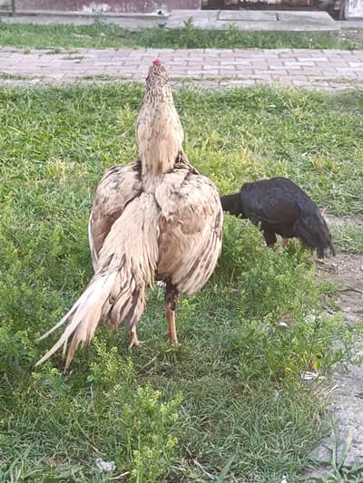 pure rooster shajra aseel
