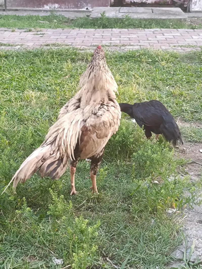 pure rooster shajra aseel — photo 2