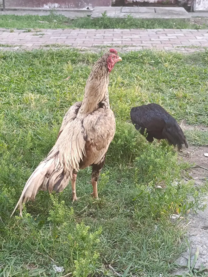 pure rooster shajra aseel — photo 3