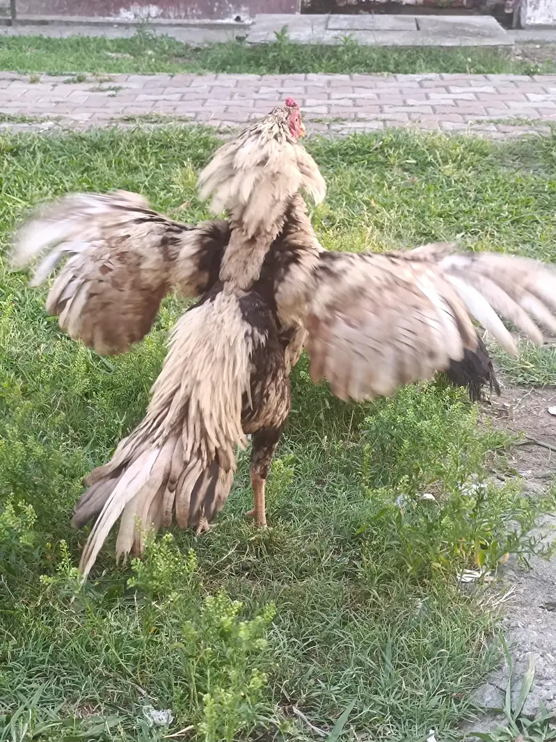 pure rooster shajra aseel — photo 4