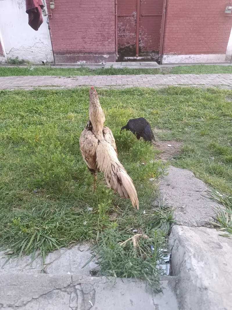 pure rooster shajra aseel — photo 5