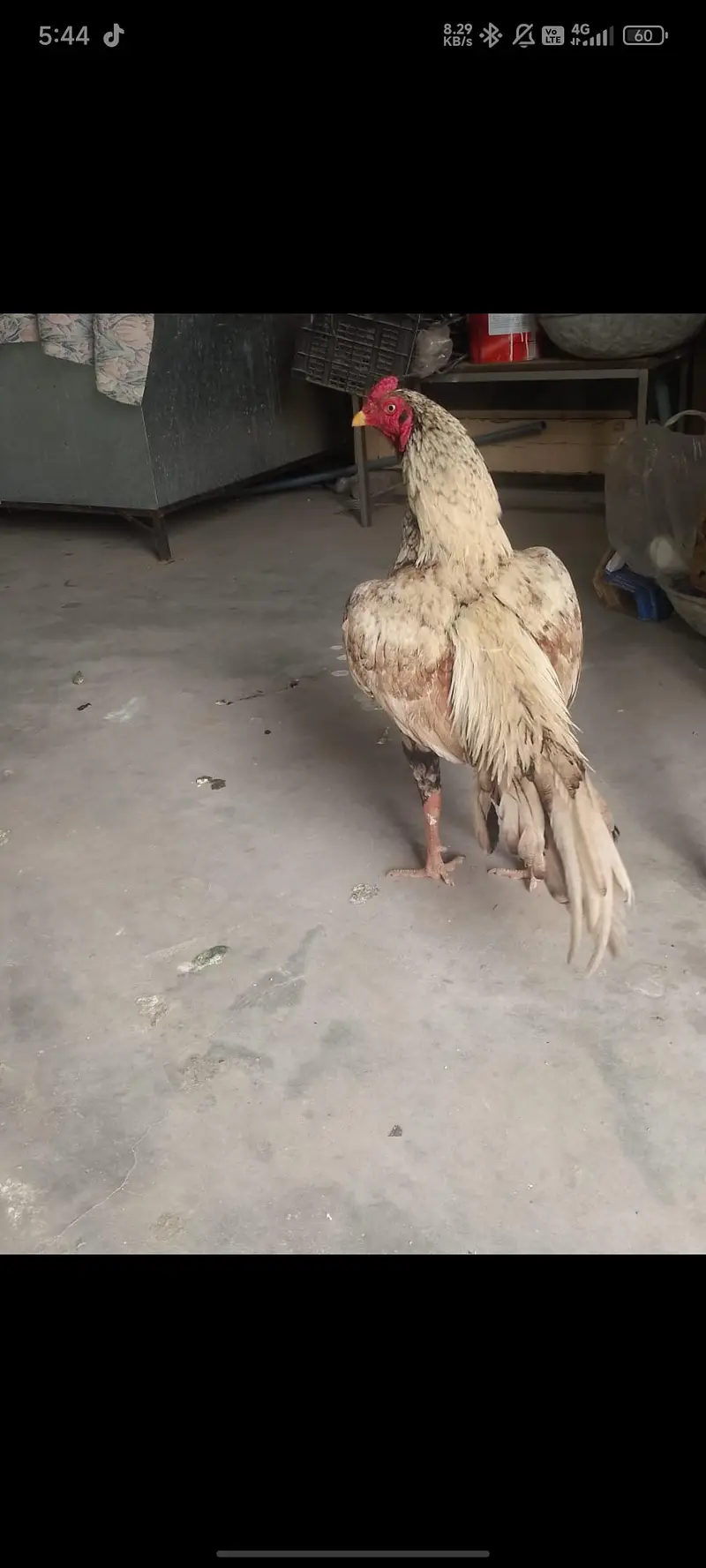 pure rooster shajra aseel — photo 6