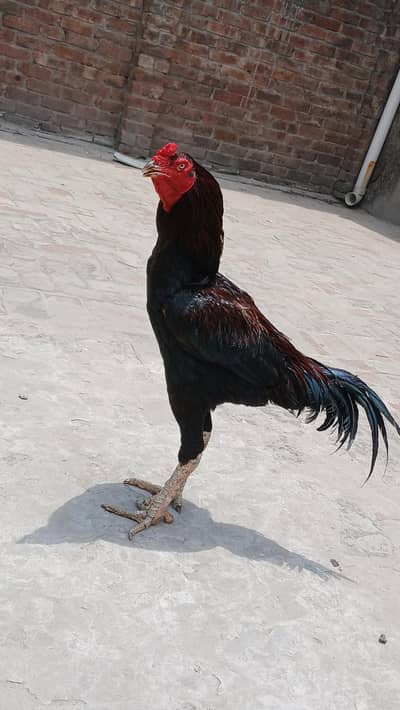 Aseel murga