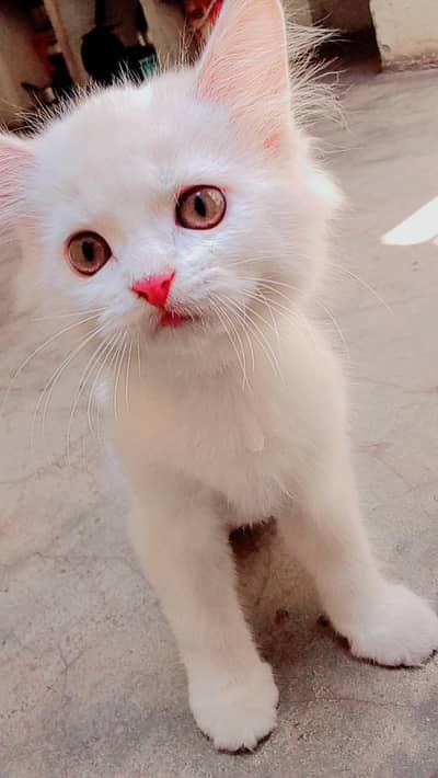 Beautiful cat 