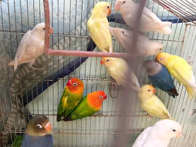 All birds healthy mixed breed