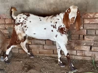 Makhi china