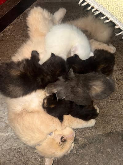 persian kittens for sale