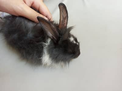 Angora rabbit bunnies