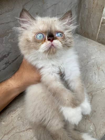 extrene punch/punchkittens for sale|Peki bloodline