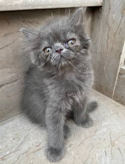 extrene punch/punchkittens for sale|Peki bloodline