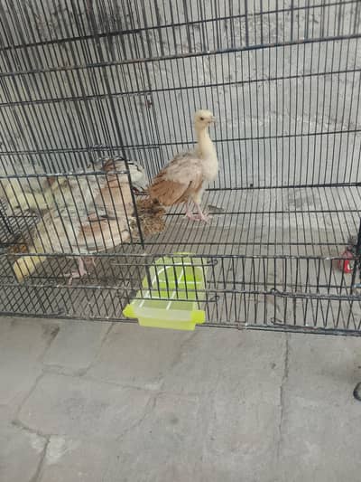 peacock chicks blue and black shoulder for sell