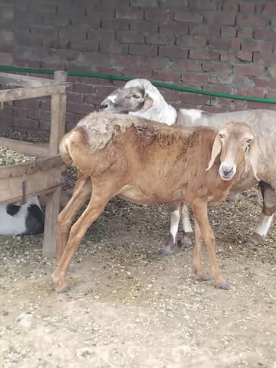 Turkey sheeps