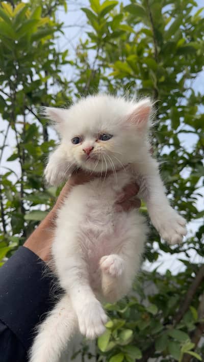Healthy kittens for sale double coat